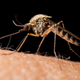 Illustration for article titled Why Mosquitos Love to Torment Some of Us More Than Others